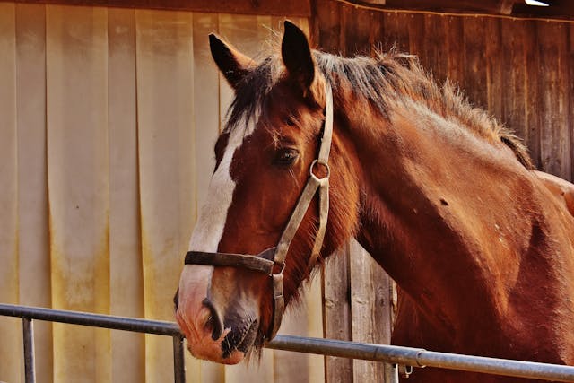 Beste stalvloer voor je paard